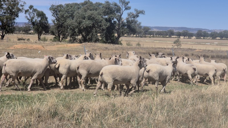 14 Charollais rams / Allandale Charollais rams easy lambing