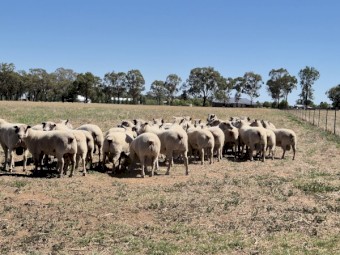 14 Charollais rams / Allandale Charollais rams easy lambing