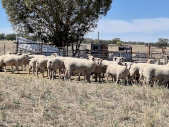 14 Charollais rams / Allandale Charollais rams easy lambing