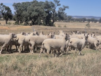 14 Charollais rams / Allandale Charollais rams easy lambing
