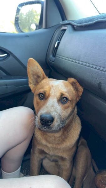Red Heeler Male