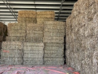 Clover Ryegrass Hay