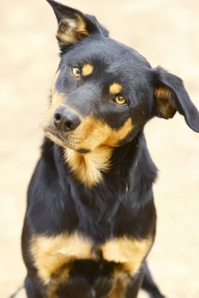 Kelpie Working Dogs x 3