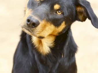 Kelpie Working Dogs x 3