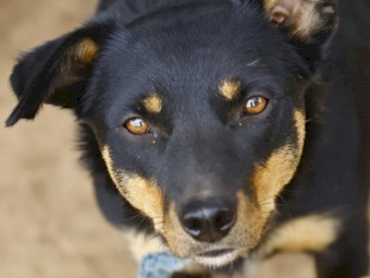 Kelpie Working Dogs x 3