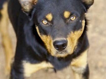 Kelpie Working Dogs x 3