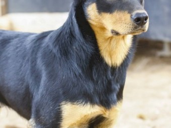 Kelpie Working Dogs x 3