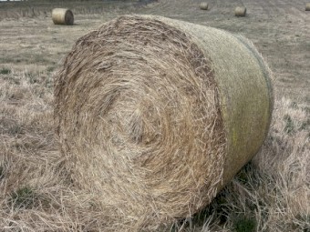 200 x Pasture Hay Round Bales