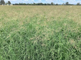 100 x Rhodes Hay 4x4 Rounds