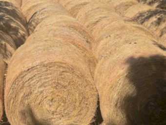Pasture hay in 5 foot rounds