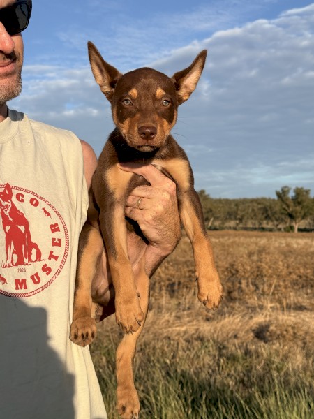 Kelpie Purebred Puppies Ready for Farm Work x 5
