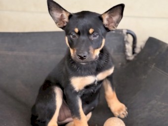 Kelpie Purebred Puppies Ready for Farm Work x 5