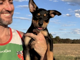 Kelpie Purebred Puppies Ready for Farm Work x 5