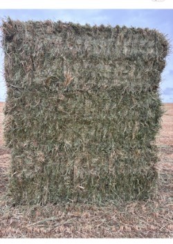 1200mt Oaten Hay 8x4x3 Bales