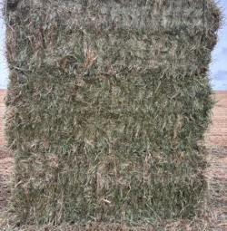 1200mt Oaten Hay 8x4x3 Bales