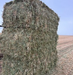 1200mt Oaten Hay 8x4x3 Bales
