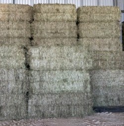 550mt Barley Hay 8x3x4 Bales