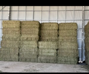 550mt Barley Hay 8x3x4 Bales