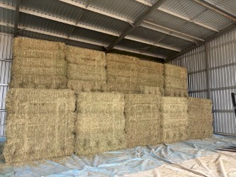 200mt Wheaten Hay 8x3x4 Bales