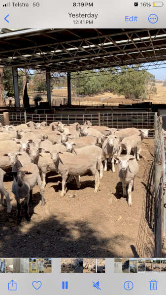 375 WS and Suffolk x lambs.