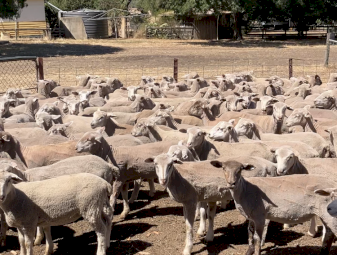 375 WS and Suffolk x lambs.