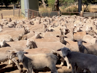 375 WS and Suffolk x lambs.