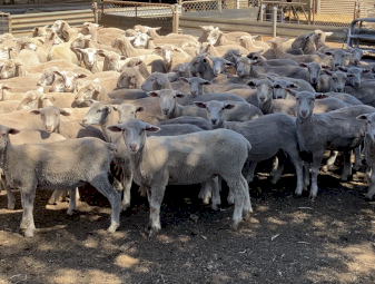 375 WS and Suffolk x lambs.