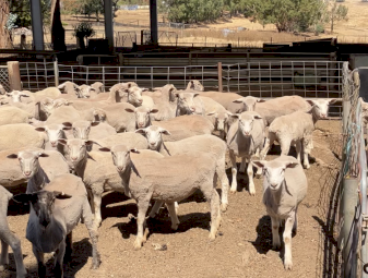 375 WS and Suffolk x lambs.