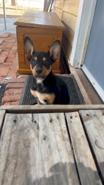 2x male pure kelpie pups