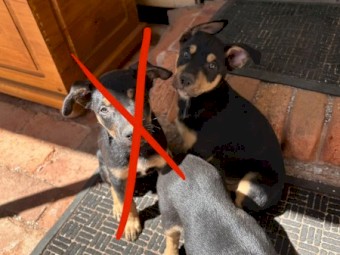 2x male pure kelpie pups