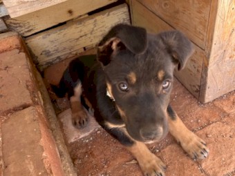 2x male pure kelpie pups