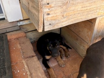 2x male pure kelpie pups