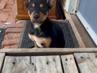 2x male pure kelpie pups