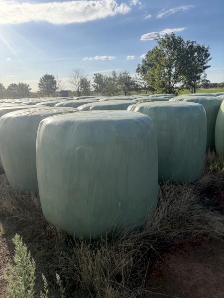 Italian Ryegrass Silage