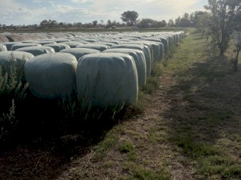 Italian Ryegrass Silage
