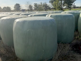 Italian Ryegrass Silage