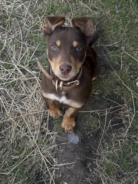 Male kelpie puppy looking for his working home