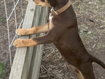 Male kelpie puppy looking for his working home