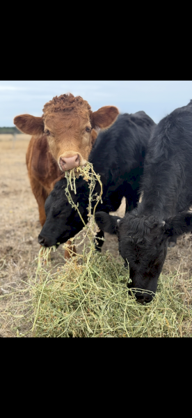 Dexter’s Lowline Bull Calves