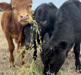 Dexter’s Lowline Bull Calves