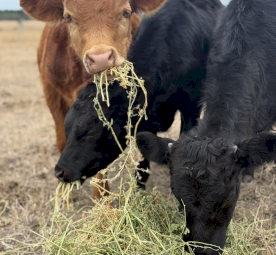 Dexter’s Lowline Bull Calves