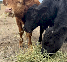 Dexter’s Lowline Bull Calves