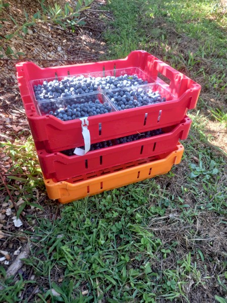 Nesting Fruit lugs or Picking Trays