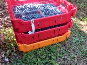 Nesting Fruit lugs or Picking Trays