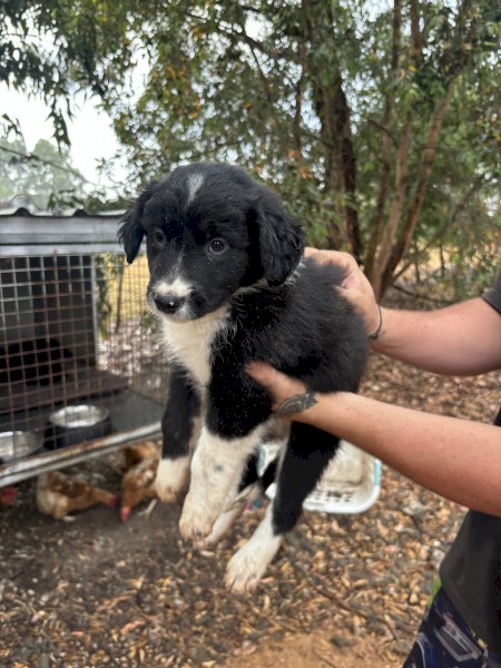 Purebred Border Collie Pups