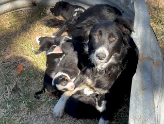 Purebred Border Collie Pups