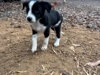 Purebred Border Collie Pups