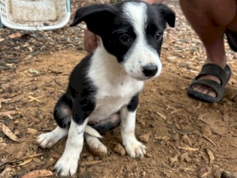 Purebred Border Collie Pups