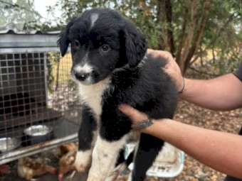 Purebred Border Collie Pups