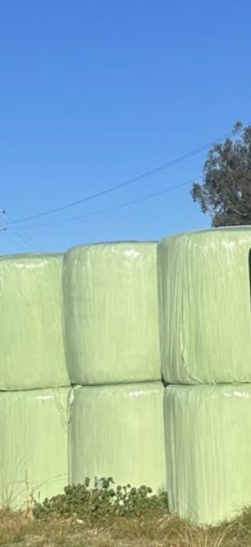 Sorghum Silage 